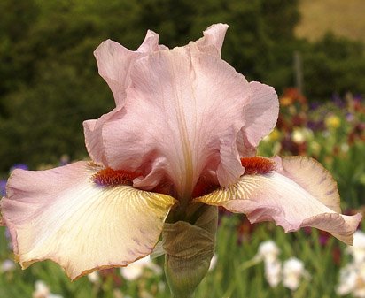 Joyce Meek - tall bearded Iris