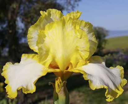 Joyce Terry - tall bearded Iris