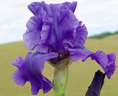 Jumbo Jack - tall bearded Iris