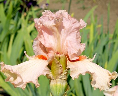 Jump For Joy - tall bearded Iris