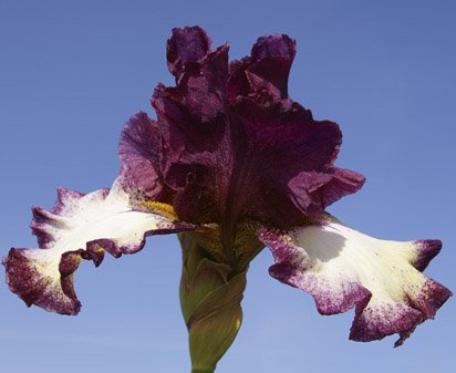 Jumping - tall bearded Iris