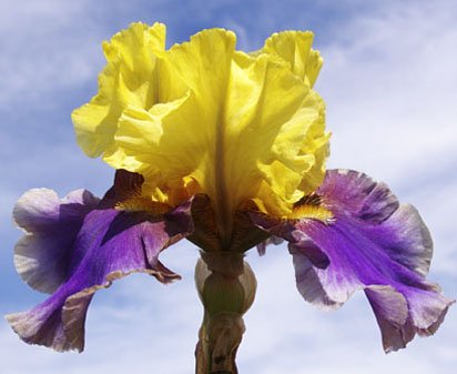 Jurassic Park - fragrant reblooming tall bearded Iris