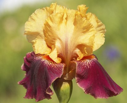 Just Do It - tall bearded Iris