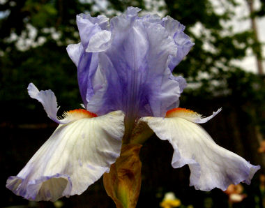 Just Pretending - tall bearded Iris