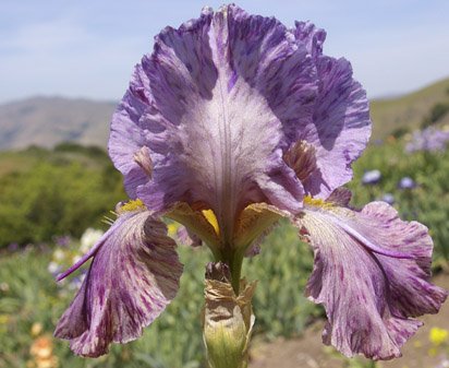 Kalifa's Horn - tall bearded Iris