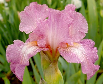 Karen Maddock - tall bearded Iris