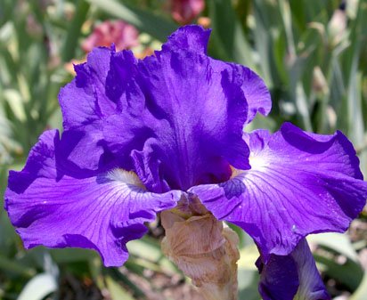 Kathleen Kay Nelson - tall bearded Iris