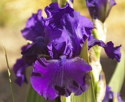 Katinka Franz - tall bearded Iris
