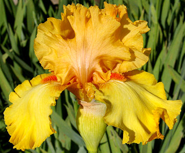 Katmandu - tall bearded Iris
