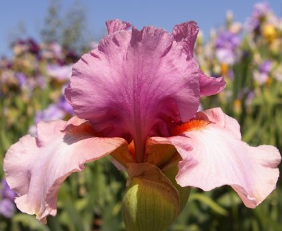 Keeping Up Appearances - fragrant tall bearded Iris