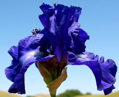 Keiko's World - tall bearded Iris
