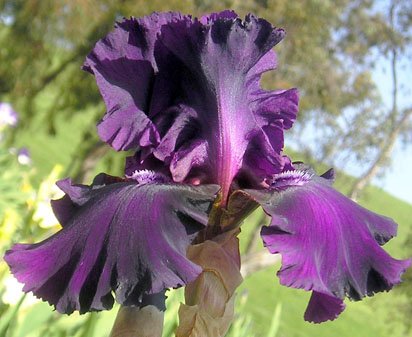 Kekionga - tall bearded Iris