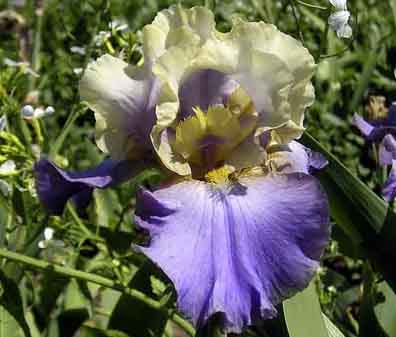 Kevin's Theme - fragrant reblooming tall bearded Iris