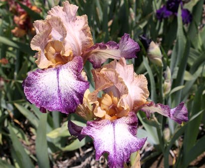 Kid's Clothes - fragrant tall bearded Iris