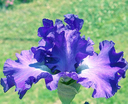 Kim's Melody - fragrant tall bearded Iris