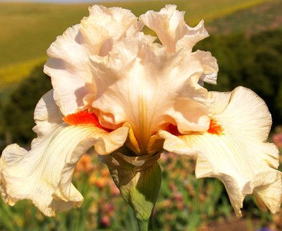 Kind Word - tall bearded Iris