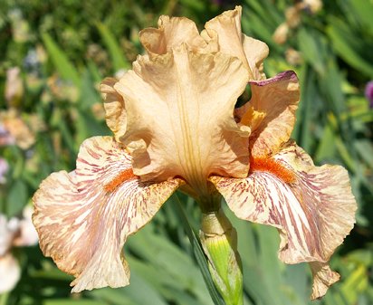 King Tush - fragrant tall bearded Iris