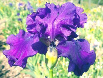 King's Castle - tall bearded Iris