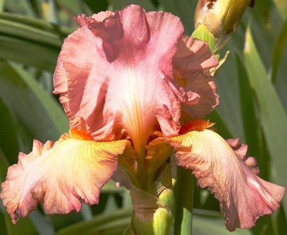 Kiowa Rose - tall bearded Iris