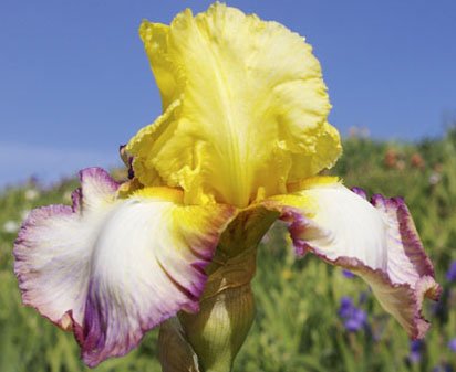 Kiss of Kisses - fragrant reblooming tall bearded Iris