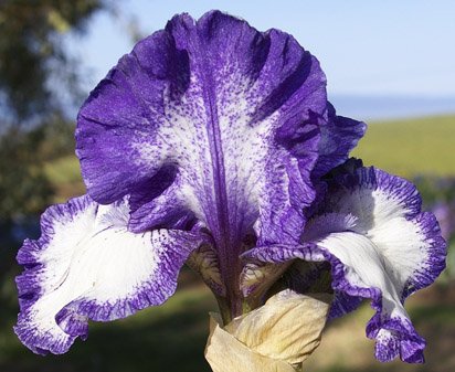 Kissing Circle - tall bearded Iris