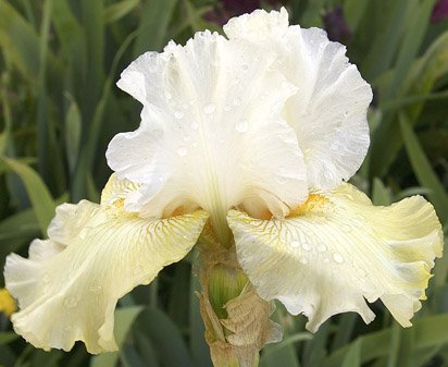 Kiwi Cheesecake - Tall bearded Iris