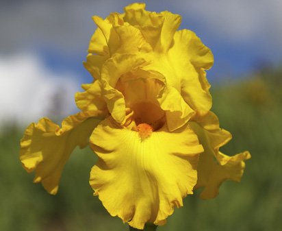 Klondike Lil - tall bearded Iris