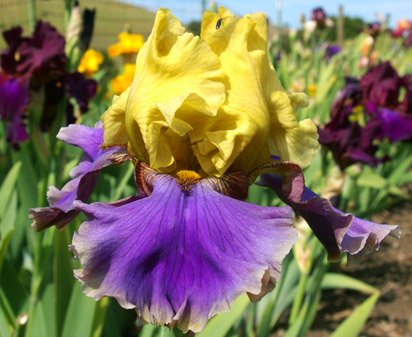 Kool Knight - tall bearded Iris
