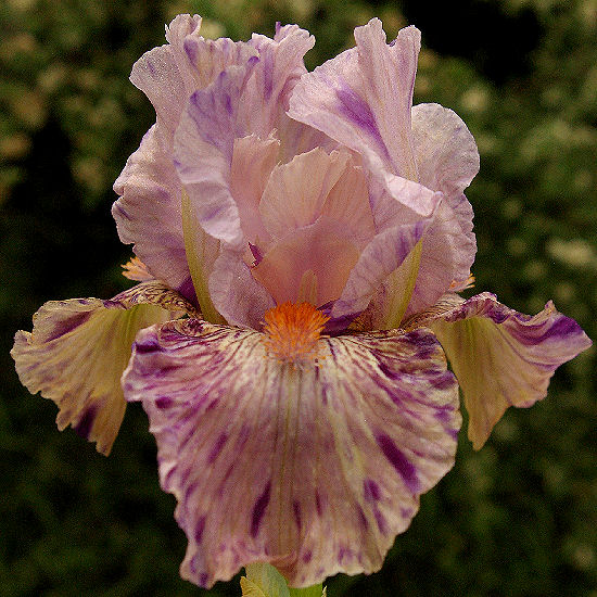 La De Da - fragrant Intermediate bearded Iris