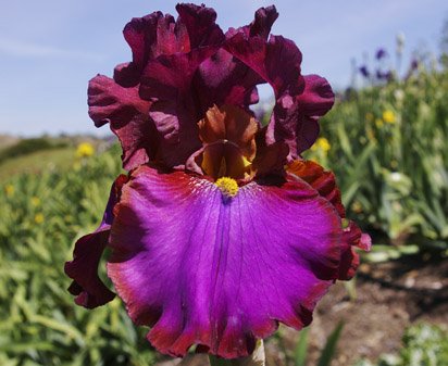 La Fortune - tall bearded Iris