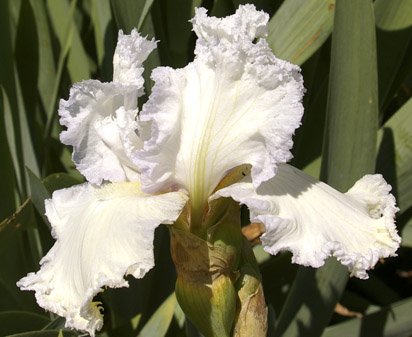 Laced Cotton - reblooming tall bearded Iris