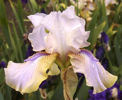 Lackawanna - tall bearded Iris
