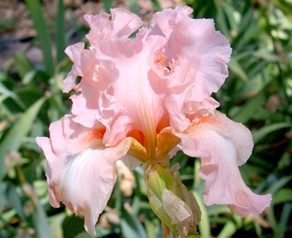 Lacy Day - fragrant tall bearded Iris