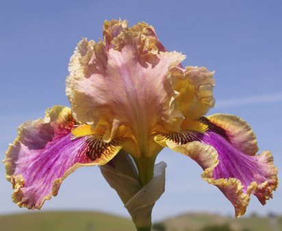 Lacy Linda - tall bearded Iris