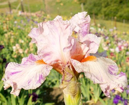 Lacy Lynx - Tall bearded Iris