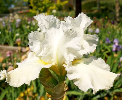 Lacy Snowflake - tall bearded Iris