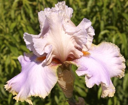 Lady Jane - tall bearded Iris