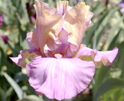 Lady Juliet - Tall bearded Iris