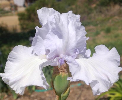 Lady of Leoness - tall bearded Iris