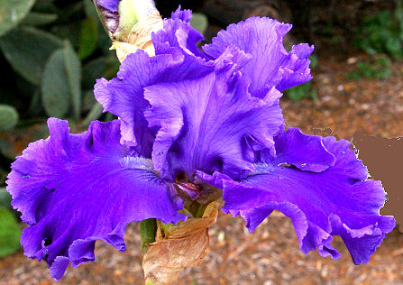 Lake Taneycomo - tall bearded Iris