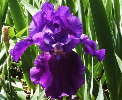 Larry Gaulter - tall bearded Iris