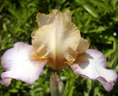 Las Vegas - reblooming tall bearded Iris