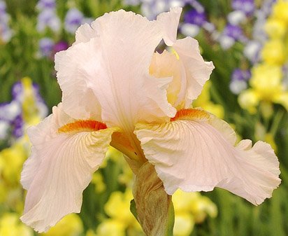 Lascivious Dreams - fragrant reblooming tall bearded Iris
