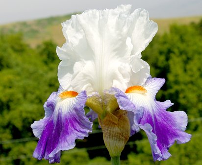 Last Laugh - tall bearded Iris