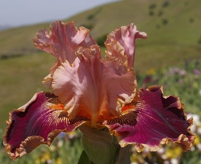 Latin Lark - tall bearded Iris