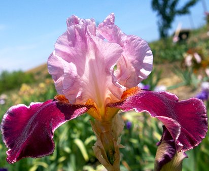 Latin Lover - reblooming tall bearded Iris
