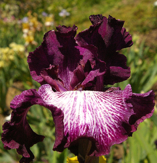 Laugh Lines - tall bearded Iris