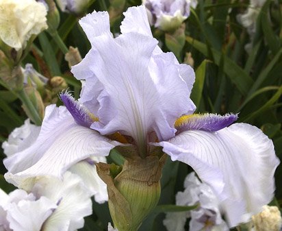 Lavender Icicle - tall bearded Iris