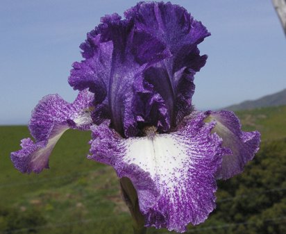 Leanna - fragrant reblooming tall bearded Iris