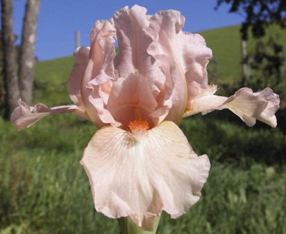 Leilana Kai - Intermediate bearded Iris